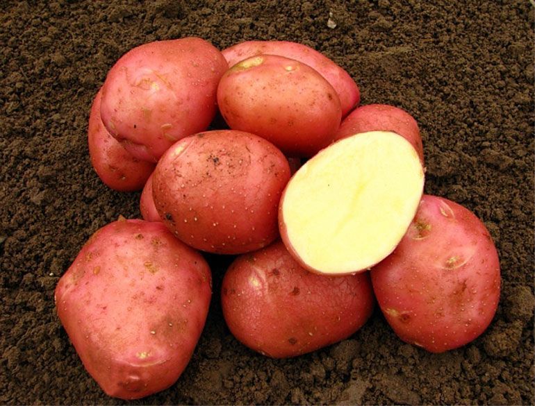 Картофель Беллароза 1 кг