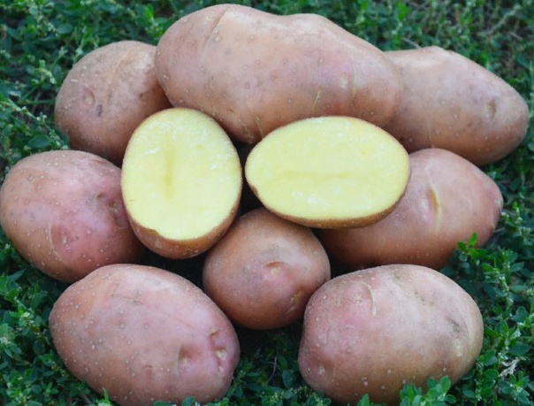 Картофель Санибель 1 кг